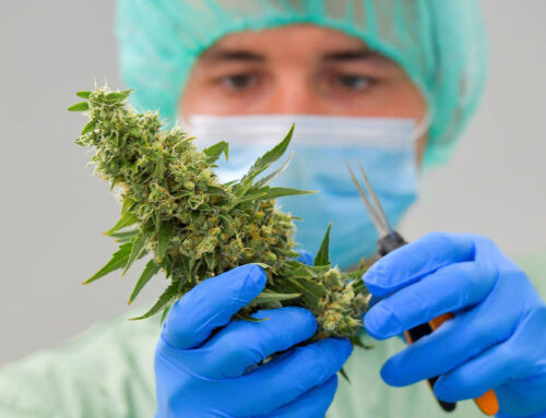 Maconha e esquizofrenia: Como a droga interfere no cérebro?